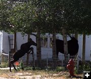 Jumping the fence. Photo by Pam McCulloch, Pinedale Online.