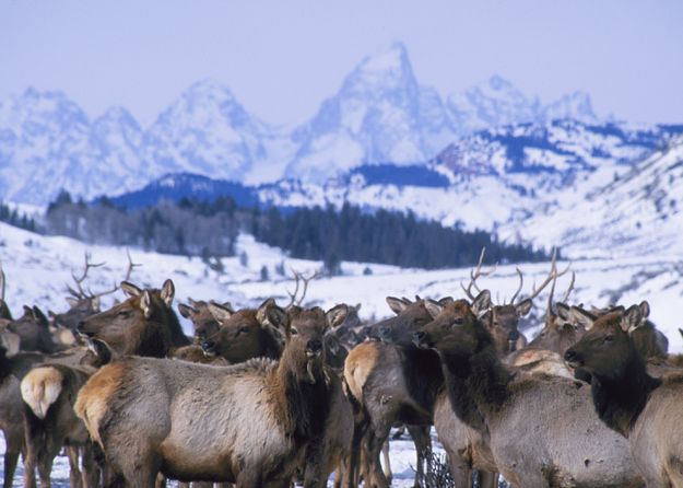 Elk. Photo by Mark Gocke, WGFD.