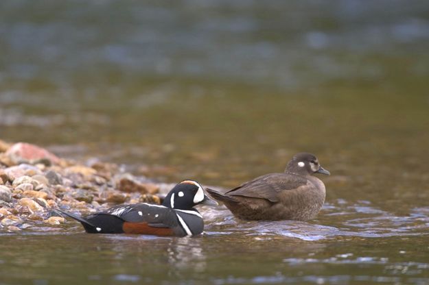 Harlequin Ducks . Photo by Mark Gocke, WGFD.