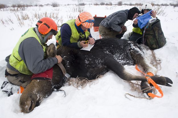 Moose Collaring. Photo by Mark Gocke-WGFD.