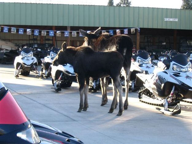 Snowmobile Shopping. Photo by Debbee Miller, Bucky's Outdoors.