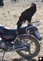 Biker bird. Photo by Cat Urbigkit, Pinedale Online.