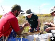 Identifying fish. Photo by Hal Erickson.