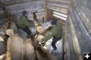 Sorting Elk Calves. Photo by Mark Gocke-WGFD.