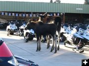 Snowmobile Shopping. Photo by Debbee Miller, Bucky's Outdoors.