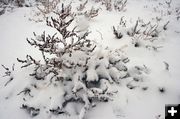 Snowy weeds. Photo by Dawn Ballou, Pinedale Online.