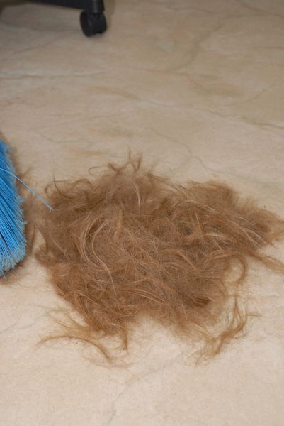 Pile of hair. Photo by Janet Montgomery, P & J Snapshots.