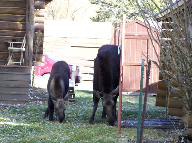 Munching Grass. Photo by Corene Shaw.