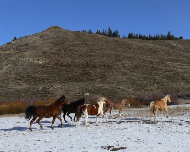 Spooked Horses. Photo by Paul and Barbara Ellwood.