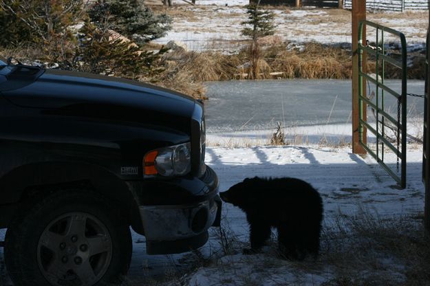 More exploring. Photo by Dawn Ballou, Pinedale Online.