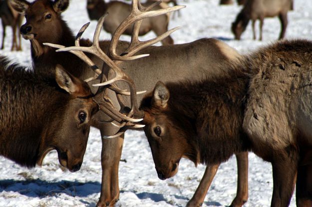 Bull Elk. Photo by Pam McCulloch, Pinedale Online.