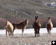 Have to come back and look. Photo by Paul and Barbara Ellwood.