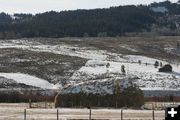 Tiny cub - huge haystack. Photo by Dawn Ballou, Pinedale Online.