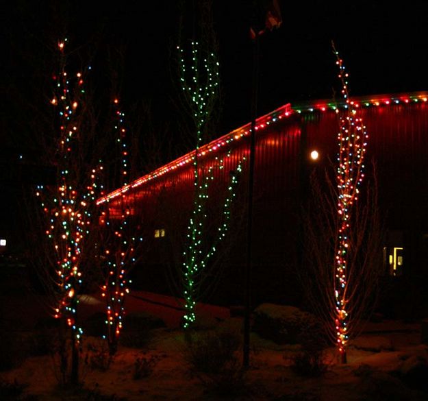 Four pretty trees. Photo by Dawn Ballou, Pinedale Online.