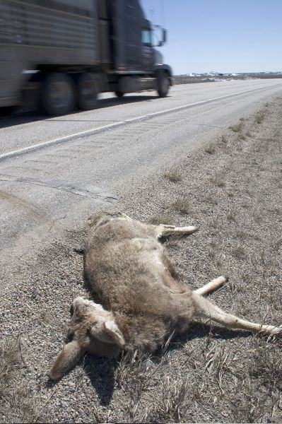 Dead Deer. Photo by Mark Gocke, Wyoming Game & Fish.