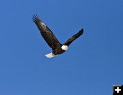 Bald Eagle in flight. Photo by Dave Bell.