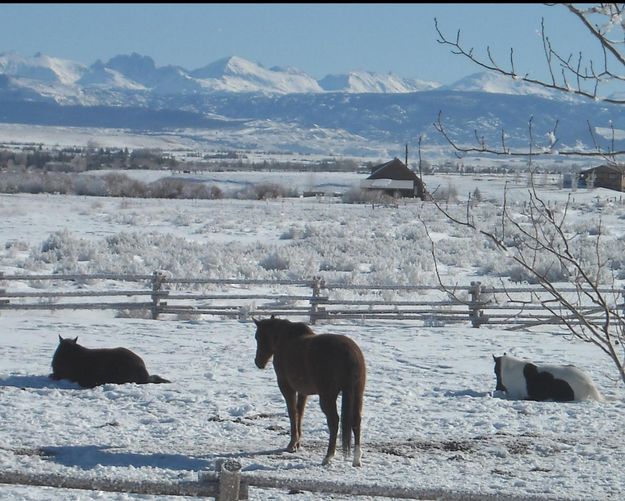 Standing Guard. Photo by Karen Almdale.