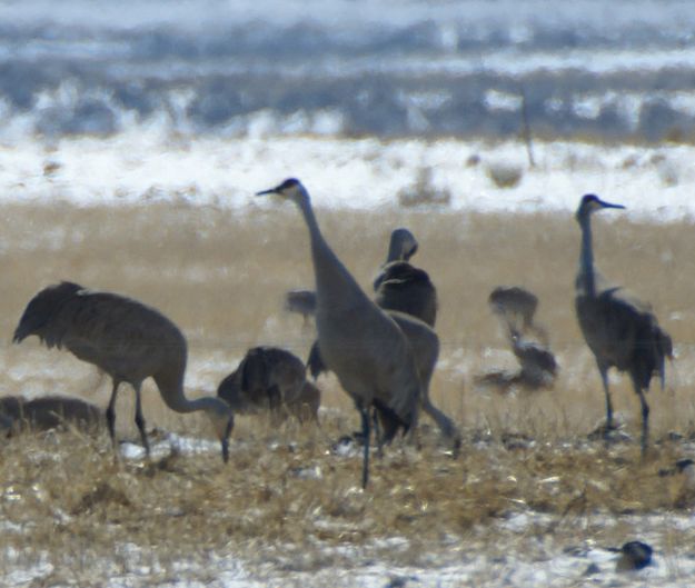 Boulder Cranes. Photo by Cat Urbigkit.