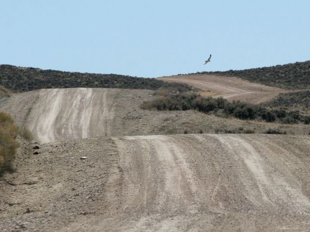 In flight. Photo by Dawn Ballou, Pinedale Online.