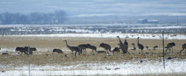 Sandhill Cranes. Photo by Cat Urbigkit.