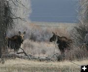 Two Moose. Photo by Dawn Ballou, Pinedale Online.