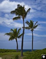 Three Palms. Photo by Dave Bell.