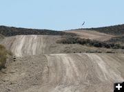 In flight. Photo by Dawn Ballou, Pinedale Online.