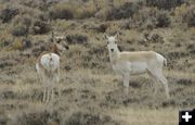 Pronghorn. Photo by Cat Urbigkit.