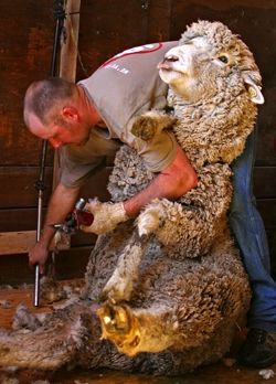 Have You Any Wool? . Photo by Stephen Crane, Pinedale Roundup.