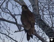 Golden Eagle. Photo by Dave Bell.