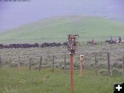 Little Jenny Cattle Drive. Photo by Bondurant Webcam.