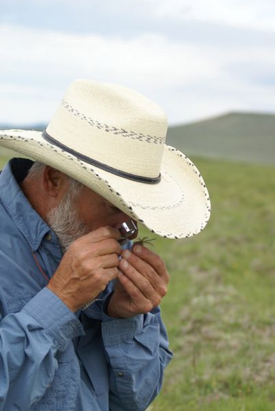 Laster examines plant. Photo by Cat Urbigkit.