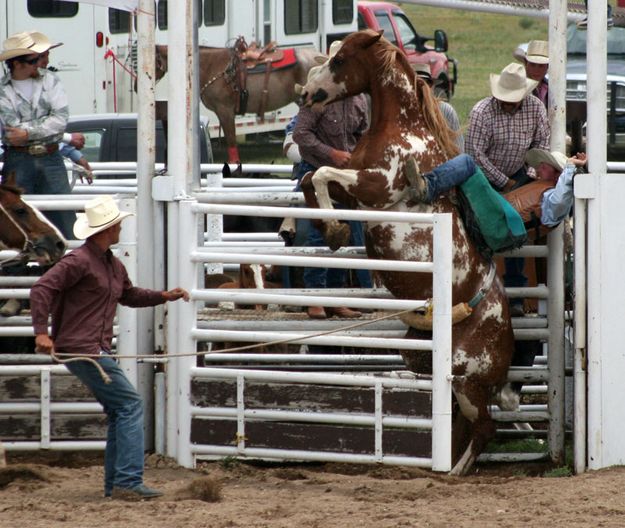 Saddle Bronc. Photo by Clint Gilchrist, Pinedale Online.