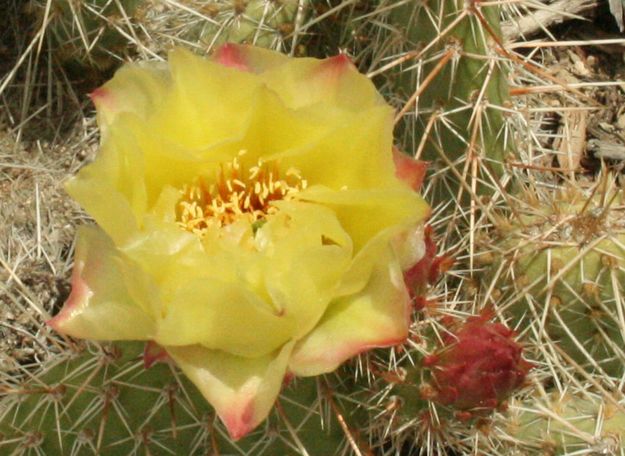 Prickly Pear Closeup. Photo by Dawn Ballou, Pinedale Online.