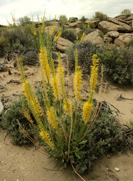 Prince's Plume. Photo by Dawn Ballou, Pinedale Online.