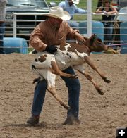 Tie Down Roping. Photo by Clint Gilchrist, Pinedale Online.