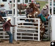 Saddle Bronc. Photo by Clint Gilchrist, Pinedale Online.