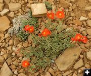 Orange Globe Mallow. Photo by Dawn Ballou, Pinedale Online.