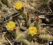 Prickly Pear Cactus. Photo by Dawn Ballou, Pinedale Online.