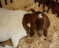 Getting Your Goat. Photo by Samantha Abernathy, Pinedale Roundup.