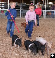 Pee Wee Showmanship. Photo by Clint Gilchrist, Pinedale Online.