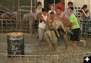 Swine Flu. Photo by Dawn Ballou, Pinedale Online.