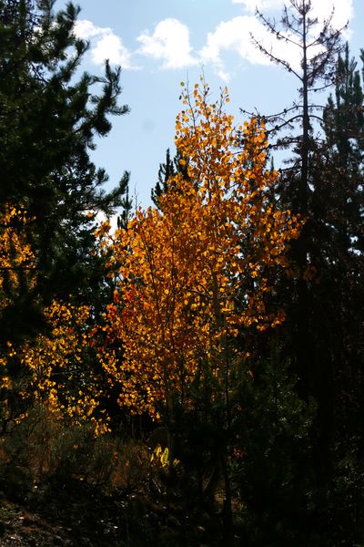 Green Backdrop. Photo by Pam McCulloch, Pinedale Online.