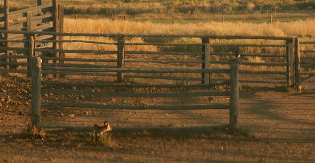 Had Enough - one last look. Photo by Dawn Ballou, Pinedale Online.