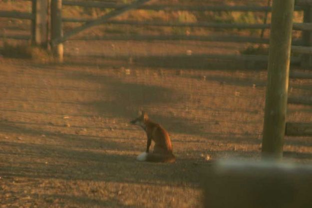 Looking bored. Photo by Dawn Ballou, Pinedale Online.