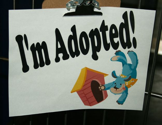 I'm Adopted!. Photo by Dawn Ballou, Pinedale Online.