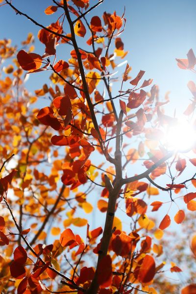 Sunshiny Day. Photo by Pam McCulloch, Pinedale Online.