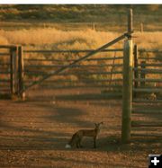 How do I get that bird?. Photo by Dawn Ballou, Pinedale Online.