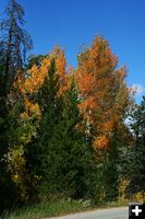 Autumn. Photo by Pam McCulloch, Pinedale Online.