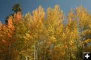 Fall Colors. Photo by Dawn Ballou, Pinedale Online.